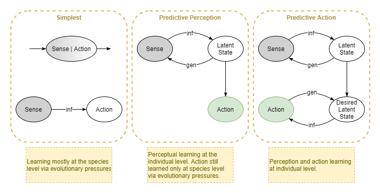 evolution of action inference