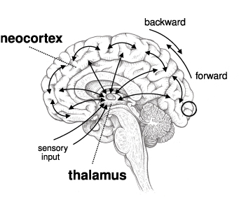 forward and backward connections