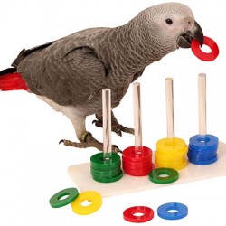 parrot-training