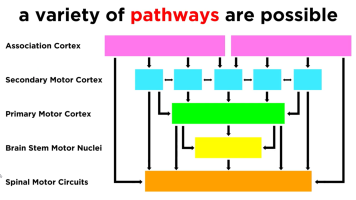 simple sensorimotor pathways