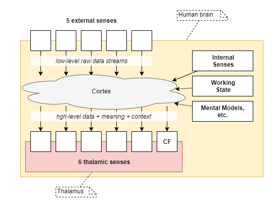 thalamic senses