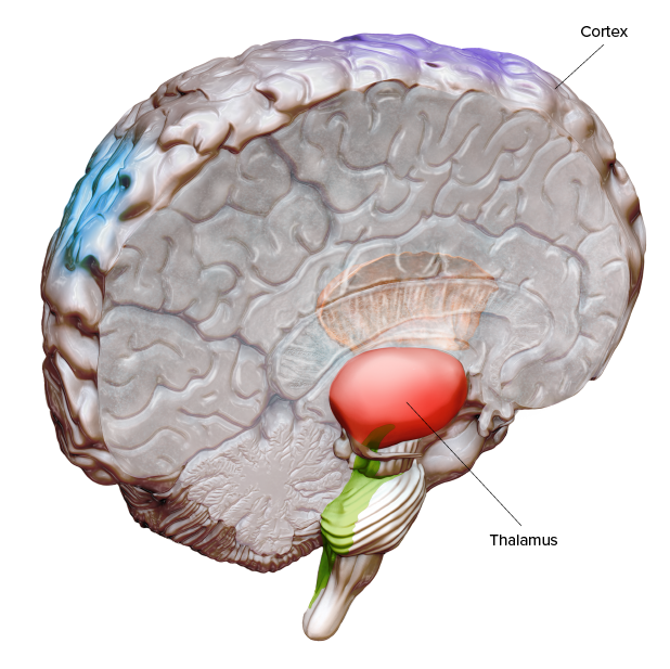 thalamus-brain-region